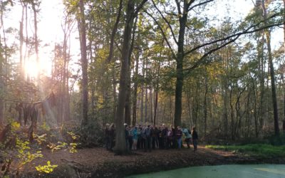 De Wase forest renovation