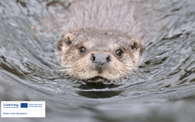 Otter across the border