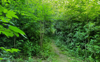 Micro-forêts